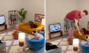 Uživanje zagarantovano: TikToker dizajnirao minijaturnu sobu za svoje pse VIDEO