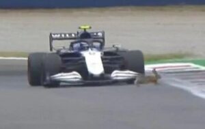 Bolid Formule 1 je brz, ali zec je brži: Pogledajte kako je Latifi zamalo udario životinju na stazi