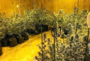 Uhapšene dvije osobe: Policija otkrila laboratoriju za uzgoj marihuane