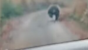 Stigle pritužbe mještana: Muškarci vozilima jurili medvjeda po planini VIDEO