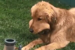 Psi obožavaju hvatati loptice: Ovaj ljubimac je uspio nagurati u usta čak pet! VIDEO