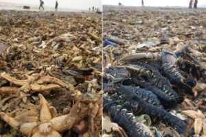 Niko ne zna zašto: Hiljade mrtvih morskih životinja na engleskim plažama VIDEO
