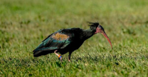 Izuzetno rijetka ptica ćelavi ibis skrenula s puta i svratila u Hrvatsku VIDEO