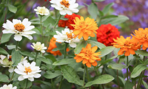 Da vam dom i dvorište budu nikada ljepši i uredniji: Evo koje cvijeće treba saditi u jesen