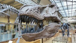 Otišao u ruke kolekcionara: Prodat skelet dinosaurusa star 66 miliona godina