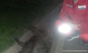 Divlje svinje izazvale nesreću na auto-putu: Dvije osobe povrijeđene nakon nesvakidašnjeg udesa