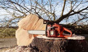 Policija traga za lopovima: Šumokradice posjekle skoro 100 stabala bukve