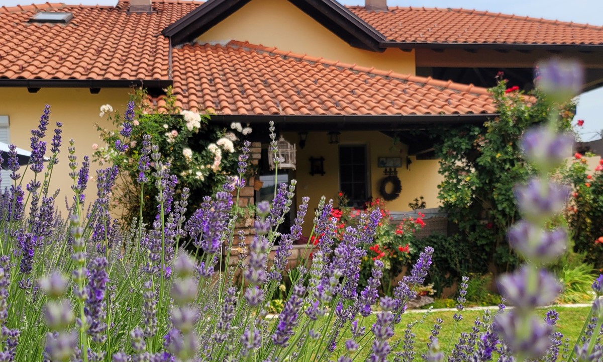 Da vam dvorište blista: Ova biljka je najlakša za održavanje, a njene boje će svakog da očaraju