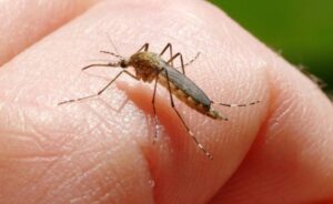 U Srbiji otkriveno 18 slučajeva groznice Zapadnog Nila: Najzastupljenija kada su aktivni komarci