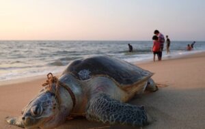 Uplele se u ilegalne ribarske mreže: U Meksiku uginulo najmanje 300 morskih kornjača
