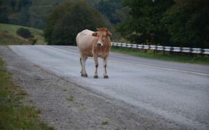Traži se krava: Prilikom istovara preskočila ogradu i pobjegla