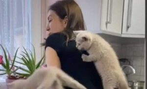 Nestrpljivi četvoronožni ljubimci: Preslatki mačići preko leđa vlasnice do svoje hrane VIDEO