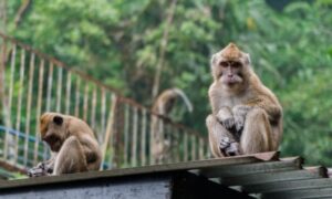 Policija nije uhvatila nijednog: Majmuni povrijedili 42 osobe