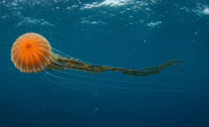 “Ovakvu još nikad nismo vidjeli”: Splitski naučnici snimili “neobičnu” meduzu FOTO