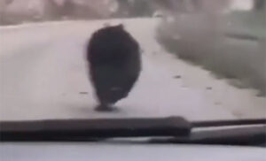 Kamera sve snimila! Medvjed istrčao na put pred auto, reakcija vozača “na udaru” kritika VIDEO