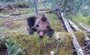 Medvedev ubio medvjeda! Ruski borac se vraćao sa pecanja, a onda je uslijedilo pravi horor
