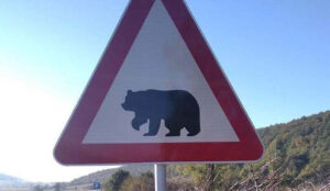 Smanjite gas, poštujte saobraćajne propise: BiH dobila prvi znak “Medvjed na putu – vozači oprez”
