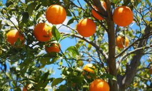Jesen je pravo vrijeme za citruse: Ne bacajte narandžinu koru, ima dva brza načina primjene