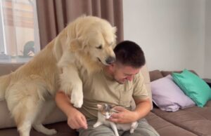 Ne želi ga dijeliti ni s kim: Vlasnik retrivera u naručje uzeo mačku, ljubomorna reakcija psa je hit VIDEO