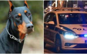 Dobermani izgrizli ženu, pas lutalica zaskočio djecu: Dva jeziva napada pasa u BiH