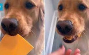 Lukavi zlatni retriver hit interneta: Vlasnica psu ponudila griz sira, on smazao cijelu šnitu VIDEO