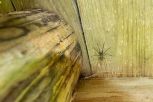 Zašto baš nikada ne treba da ubijete pauka u kući
