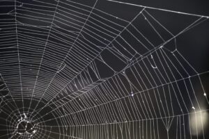 Imate problem sa paukovima: Kako da ih se riješite