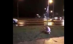 Izašlo da “protegne noge”: Na kružnom toku kod Centruma u Banjaluci šeta prase VIDEO