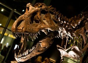 Novi vlasnik spremio pozamašnu svotu: Skelet tiranosaurasa odlazi u Hong Kong