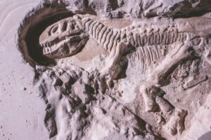 Bolji uvid u život predatora: Na plaži u Engleskoj otkrivene dvije nove vrste dinosaurusa