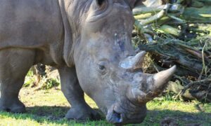 Tuga u zoološkom vrtu: Uginuo najstariji bijeli nosorog na svijetu, poznat kao Toby VIDEO
