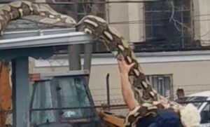 Hrabar čovjek, nema šta: Golim rukama sa krova skinuo ogromnu zmiju, ljudi u šoku VIDEO