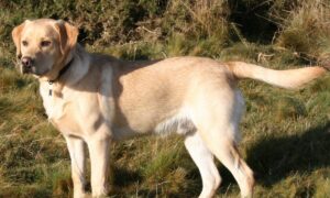 Neposlušni Buster! Labrador zbog ovog dobio zabranu ulaska u bazen VIDEO