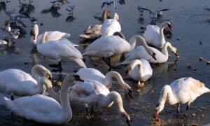 Virus mirovao: Ukidaju se mjere za suzbijanje ptičjeg gripa na području Gradiške