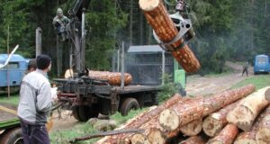 Stare mašine i manjak radnika uzimaju danak: Proizvodnja u šumarstvu pala za 5,2 odsto