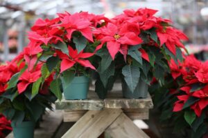 “Božićna zvijezda”: Trikovi za njegu najzahtjevnije i najljepše biljke