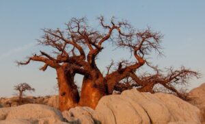 Najpopularnija atrakcija za turiste: Najveće drvo svijeta u sebi krije pab za čak do 15 posjetilaca