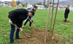 Jesen u znaku sadnje: Drvoredi u ovom dijelu Banjaluke obogaćeni novim sadnicama koprivića