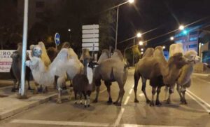 Nesvakidašnji prizor na ulicama španske prestonice: Kamile iz cirkusa pobjegle u šetnju