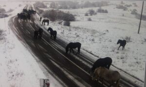 Vozači, obratite pažnju u ovom dijelu BiH: Divlji konji na putu FOTO