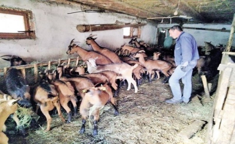 Golim rukama ubio vuka: Zvijer upala u tor, Svetomir krenuo u borbu sa životinjom