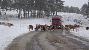 So namamila životinje: Krave i koze ‘blokirale’ put Užice – Zlatibor