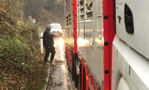 Nesvakidašnja situacija! Ispale tri krave iz kamiona, saobraćaj usporen u ovom dijelu BiH FOTO