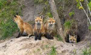 Panika! U potrazi za hranom lisice sve češće silaze u gradske zone – lovci upozoravaju na ovo