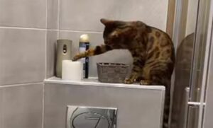 Viralni hit! Nestašni mačak odlučio da “preuredi” WC – internet se dobro zabavlja VIDEO