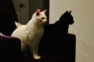 Niko nije ostao ravnodušan: Dvije mačke uhvaćene u urnebesnoj sceni VIDEO