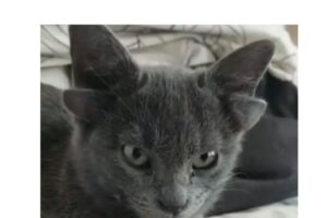 Neobična pojava: Mačka rođena s dodatnim parom ušiju na glavi