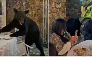 Hit “žurka”: Medvjed upao na svadbu i popeo se na sto, ljudi nastavili da sjede i jedu VIDEO