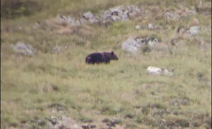 “Ne stigoše da ga pitaju kakva zima ima da bude”: Mrki medvjed u šetnji Crnom Gorom VIDEO, FOTO