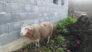 Jeziv prizor na selu: Psi lutalice upali u domaćinstvo, zaklali i ranili 20 ovaca FOTO